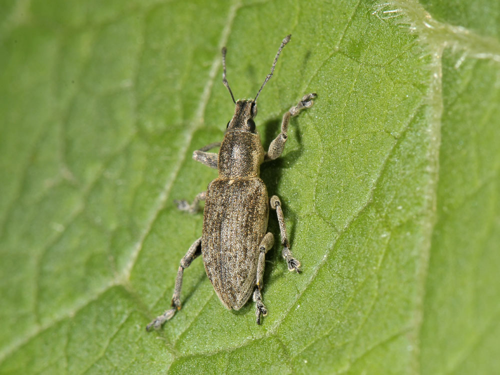 Tanymecus palliatus?